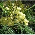 acacia-mearnsii plant